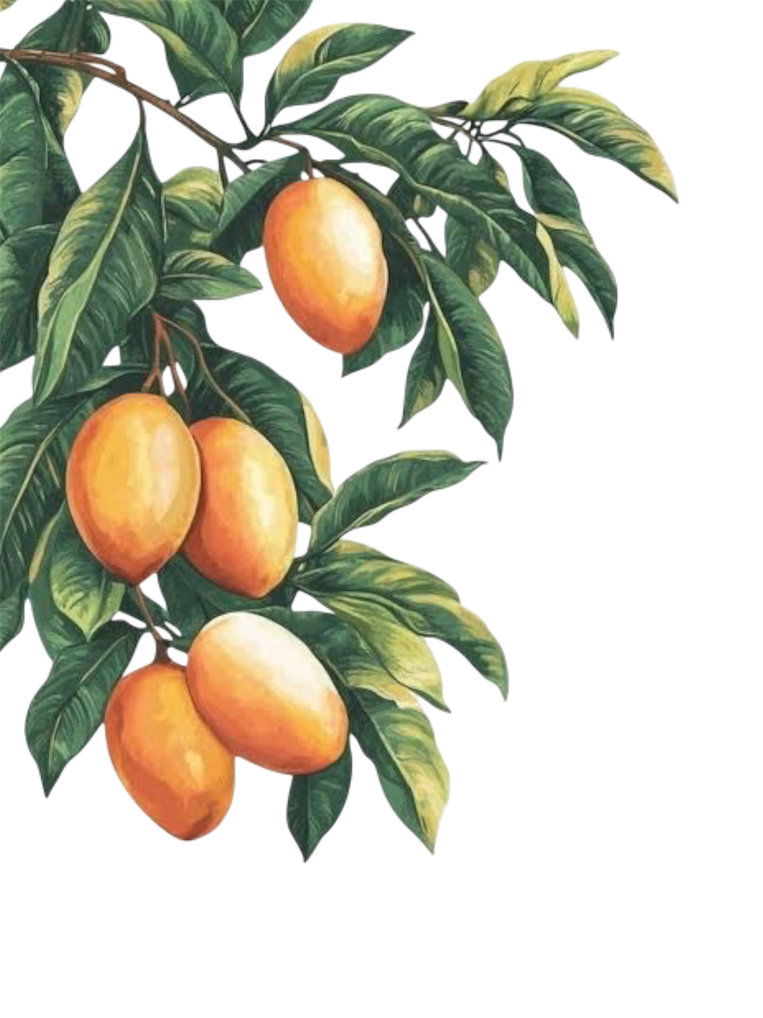 Mango Mania